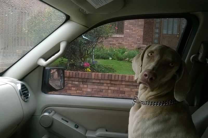 housse de siege pour chien pour auto pas cher