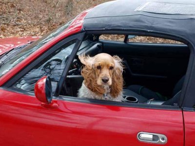 meilleur housse de siege pour chien pour auto