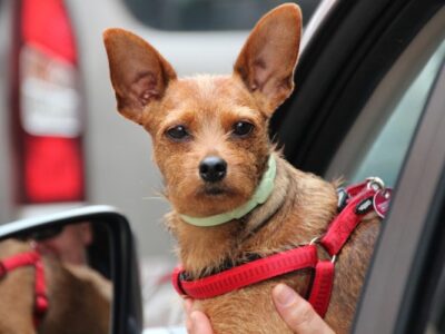 En_voiture_avec_son_animal_:_les_précautions_à_prendre
