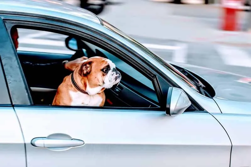 prix housse de siege pour chien pour auto