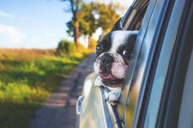 Protection intérieur voiture chien