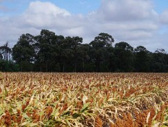 Comment choisir le meilleur kit bioéthanol ?