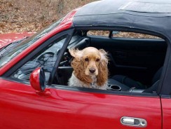 Meilleure housse de siège pour chien 2020